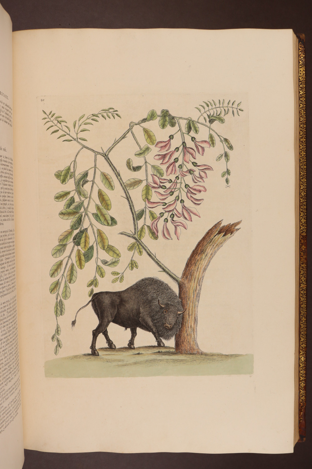Plate 20